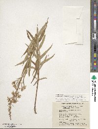 Epilobium angustifolium image