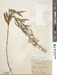 Epilobium angustifolium image