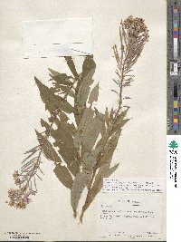 Epilobium angustifolium image