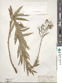 Epilobium angustifolium image