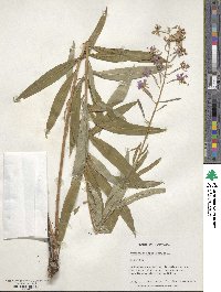 Epilobium angustifolium image