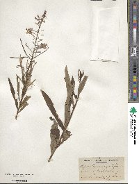 Epilobium angustifolium image