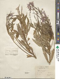 Epilobium angustifolium image