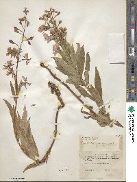 Epilobium angustifolium image