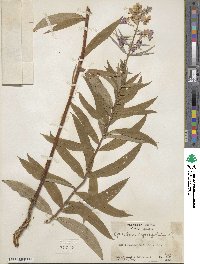 Epilobium angustifolium image