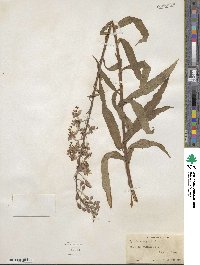 Epilobium angustifolium image