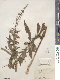 Epilobium angustifolium image