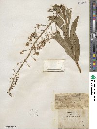 Epilobium angustifolium image