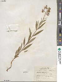 Epilobium angustifolium image