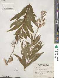 Epilobium angustifolium image