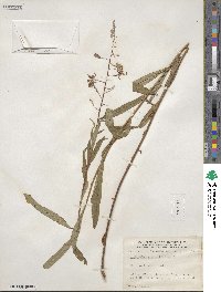 Epilobium angustifolium image