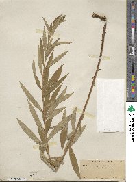 Epilobium angustifolium image