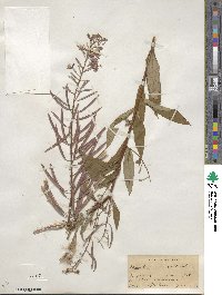 Epilobium angustifolium image