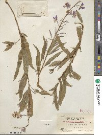 Epilobium angustifolium image