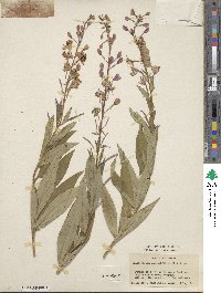 Epilobium angustifolium image