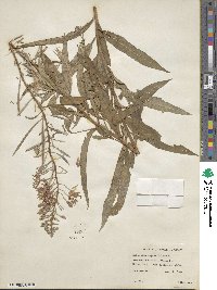 Epilobium angustifolium image