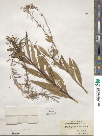 Epilobium angustifolium image