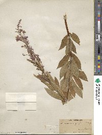 Epilobium angustifolium image