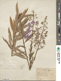 Epilobium angustifolium image