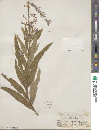 Epilobium angustifolium image