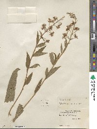 Epilobium angustifolium image