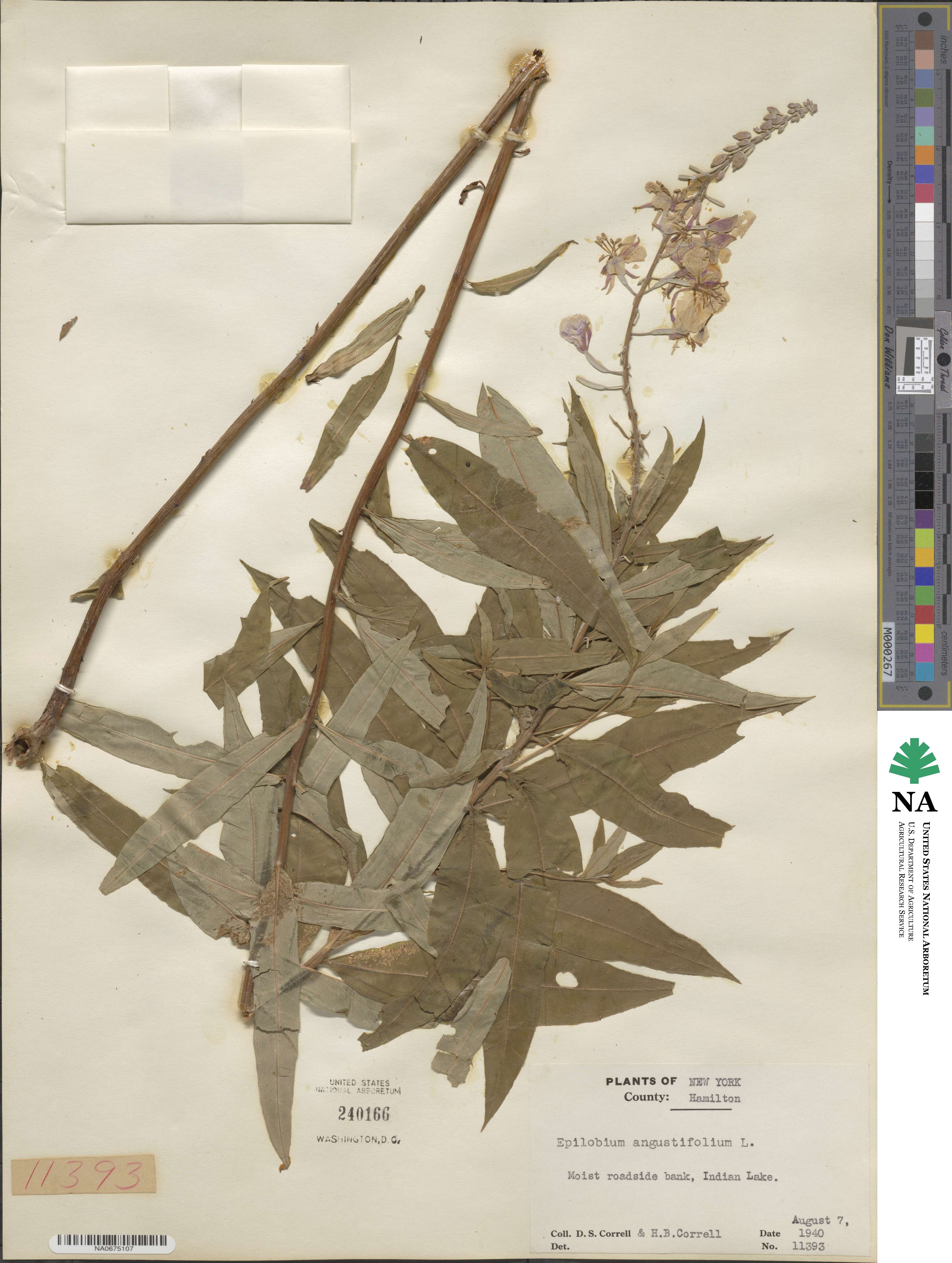 Epilobium angustifolium image
