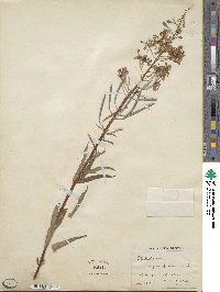 Epilobium angustifolium image