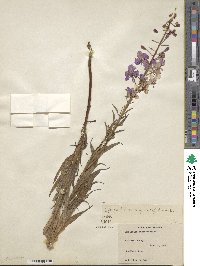 Epilobium angustifolium image