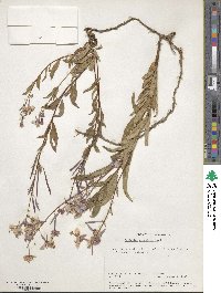 Epilobium angustifolium image