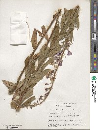 Epilobium angustifolium image