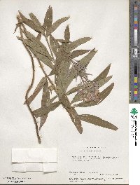 Epilobium angustifolium image