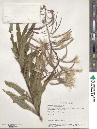 Epilobium angustifolium image