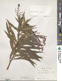 Epilobium angustifolium image