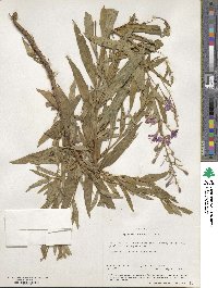 Epilobium angustifolium image