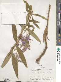 Epilobium angustifolium image