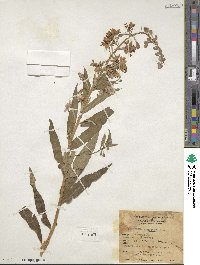 Epilobium angustifolium image