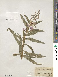 Epilobium angustifolium image