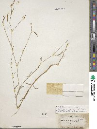 Image of Epilobium brachycarpum