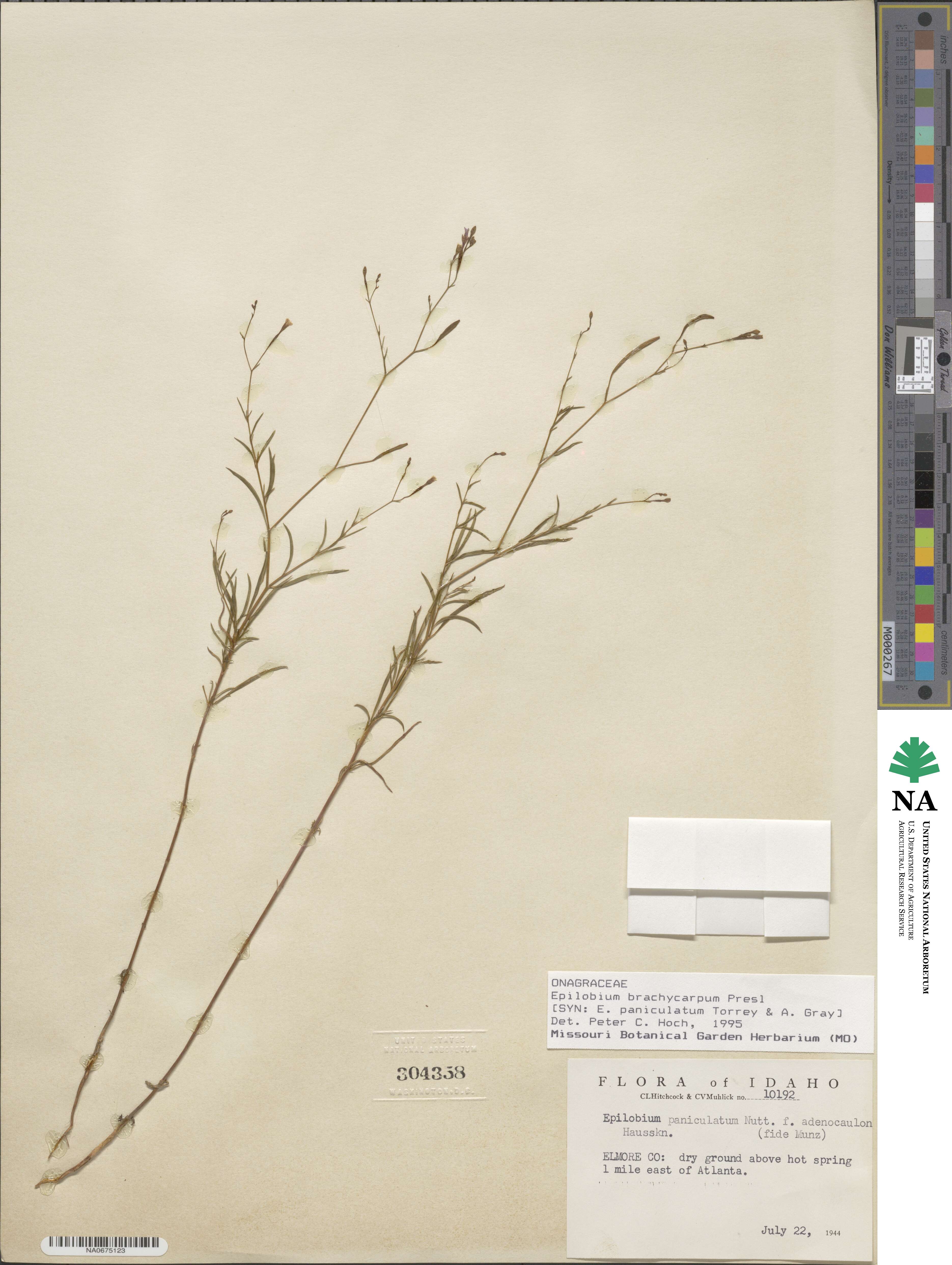 Epilobium brachycarpum image