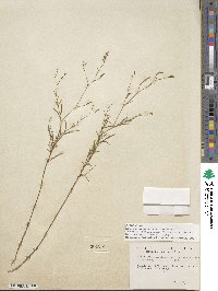 Epilobium brachycarpum image