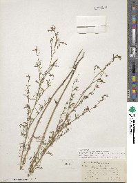 Epilobium brachycarpum image