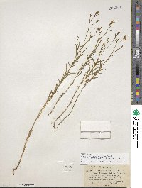 Epilobium brachycarpum image