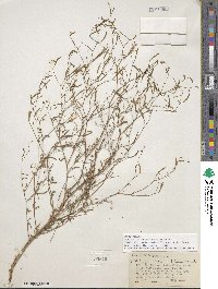 Epilobium brachycarpum image