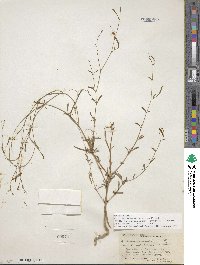 Epilobium brachycarpum image