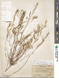 Epilobium brachycarpum image