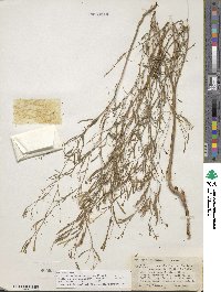 Epilobium brachycarpum image