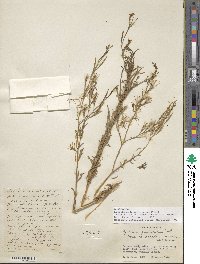 Epilobium brachycarpum image