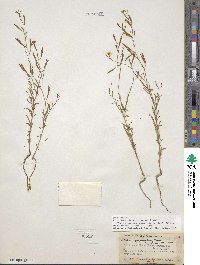 Epilobium brachycarpum image