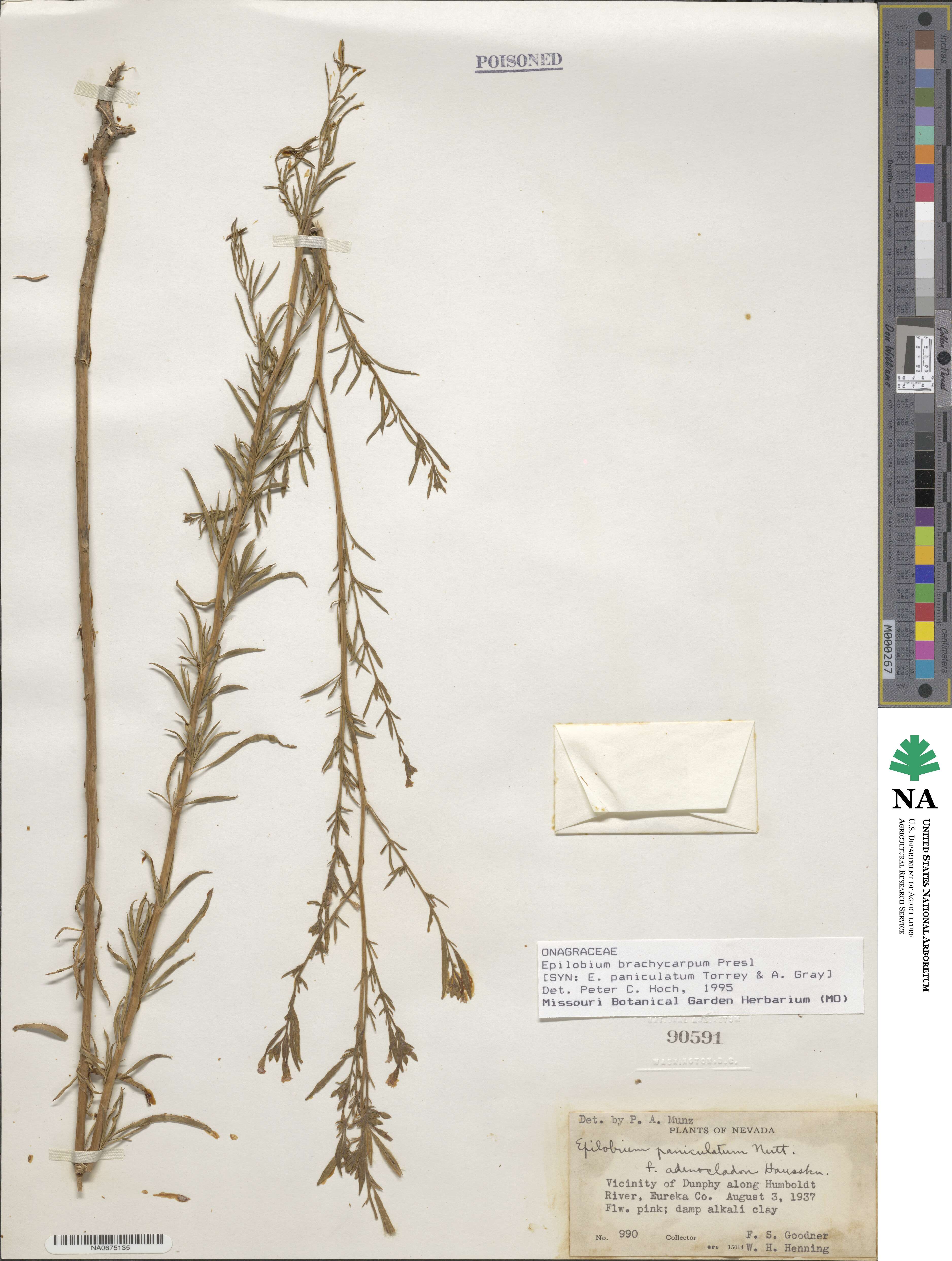 Epilobium brachycarpum image