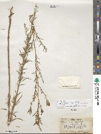 Epilobium brachycarpum image